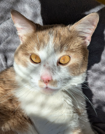 chat ASLAN