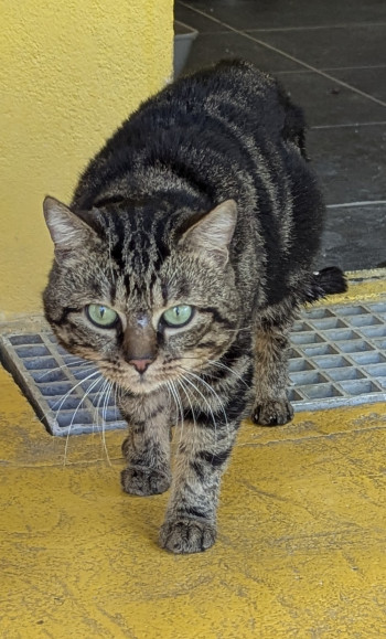 Photo TIGROU 2
