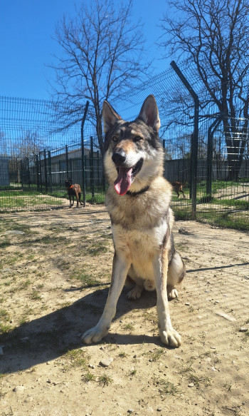 chien Urus