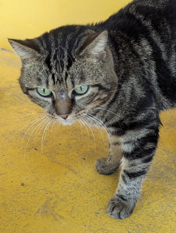 Photo TIGROU 3