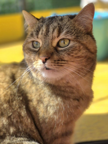 Photo chat RUBY