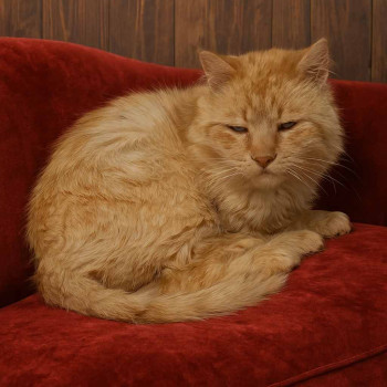 Dido repose en paix