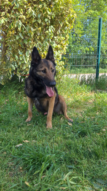 chien OURAGAN