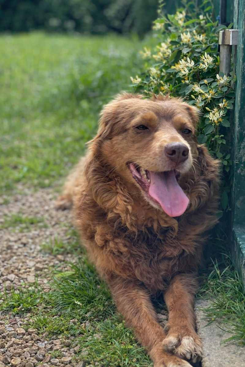 Nala