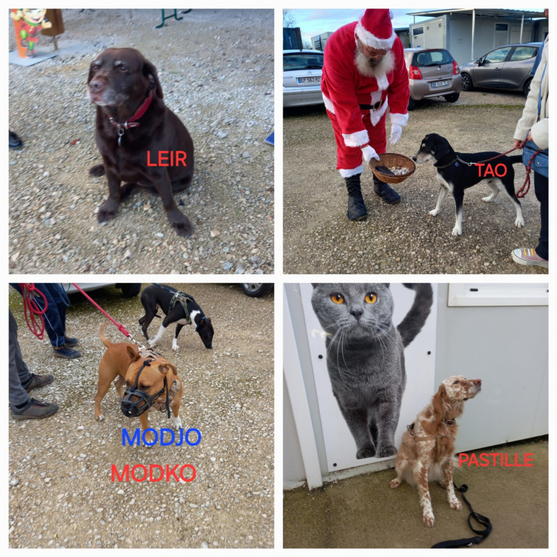 Nos visiteurs de Noël