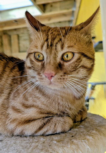Photo chat ROCKET