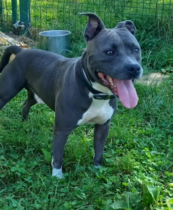 Tyson