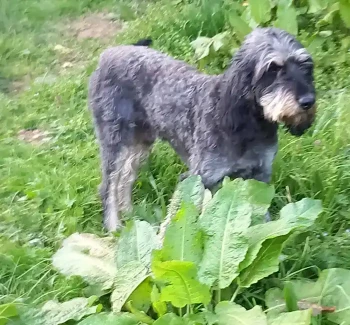 Marley