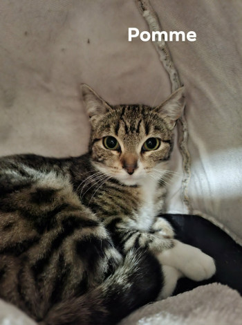 chat POMME