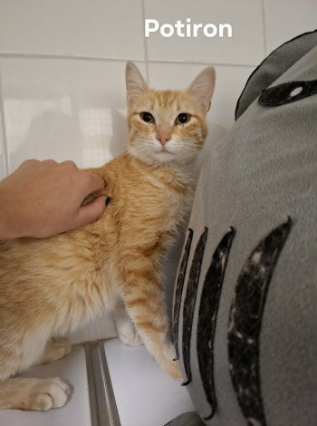 chat POTIRON