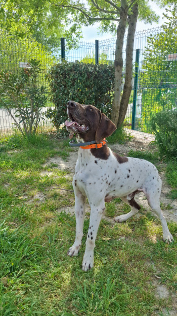 chien NESQUICK