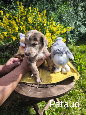 chien Pataud