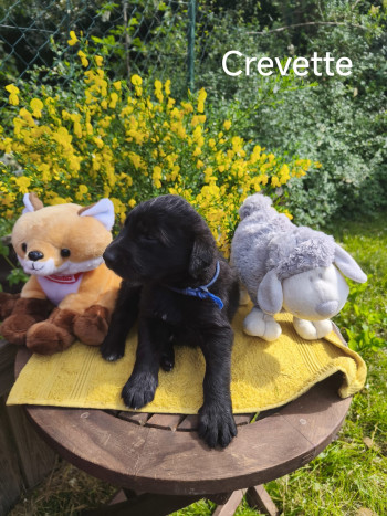 chien Crevette