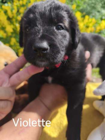 chien Violette