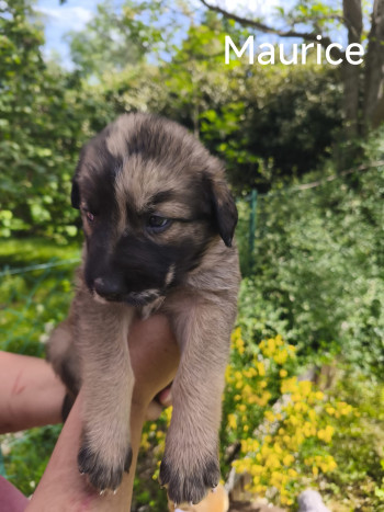 chien Maurice
