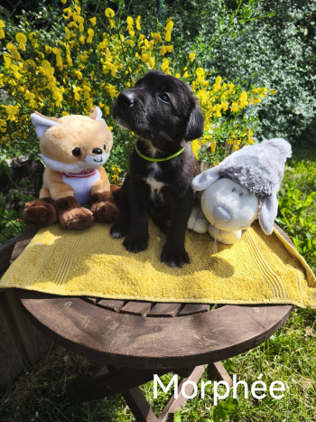 chien Morphée