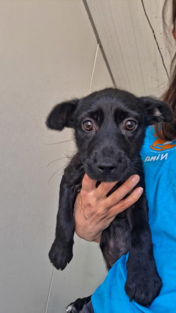 photo du chien chat à l adoption au refuge  Refuge SPA Montélimar  à montelimar departement drome proche de Valence de racechien Arthur