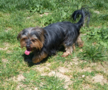 Loulou