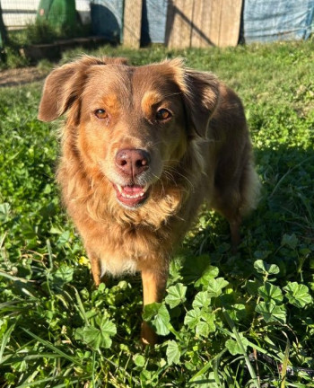 Nala