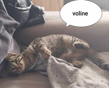 Voline