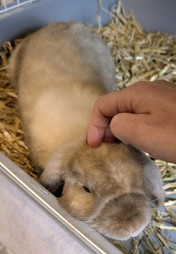 Photo FLUFFY 2