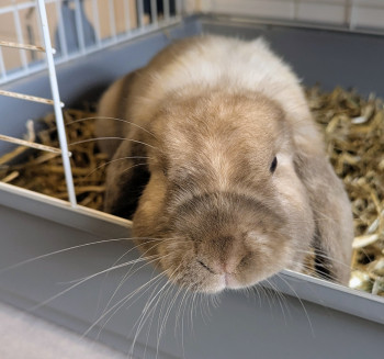 Photo FLUFFY 3