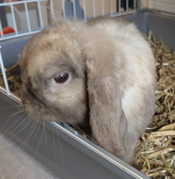 Photo FLUFFY 4