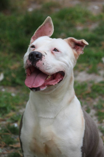 chien MIA (rdv pris)