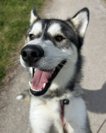 chien ZEUS