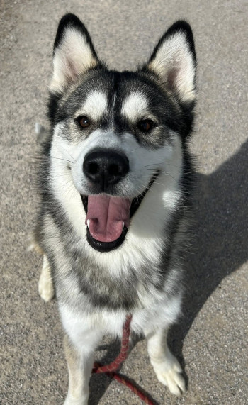 Photo ZEUS 2