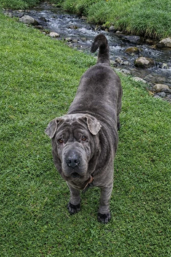 Jeko