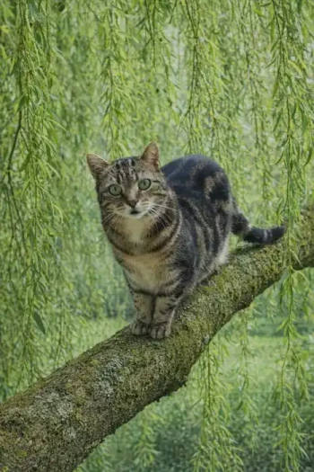 Merlin