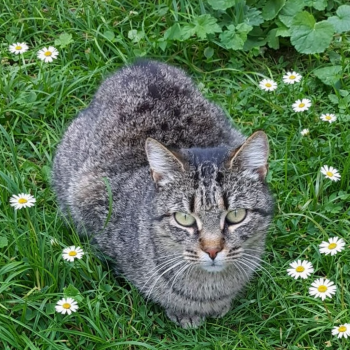Noisette