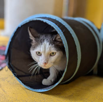 chat ALVIN