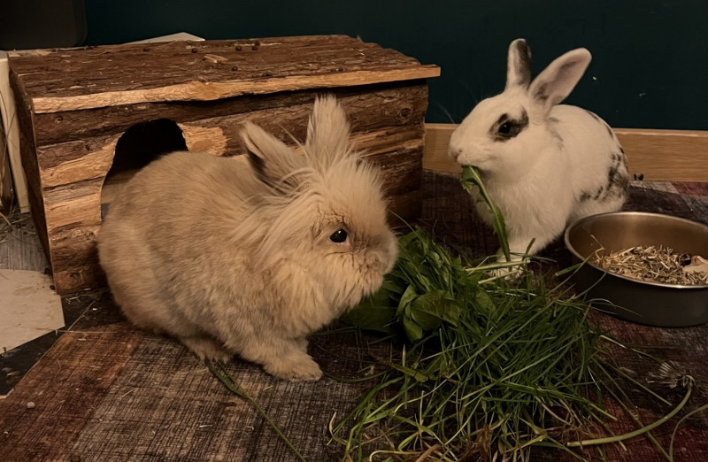 Bandit et sa chérie