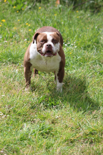 chien SHANNA