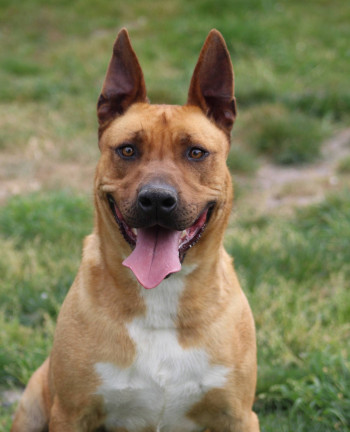 chien ONYX