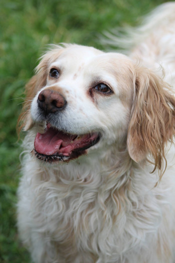 chien LOUKOUM