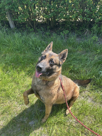 chien POLKA
