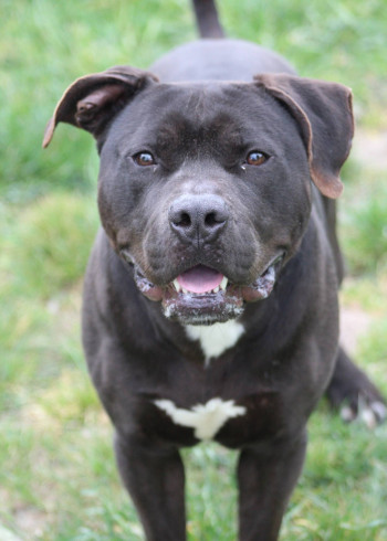 chien SIRIUS