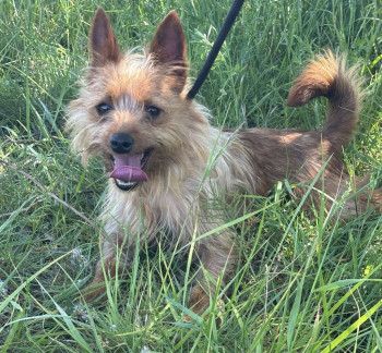 chien BENJI