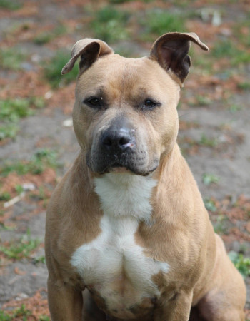 chien TALIA