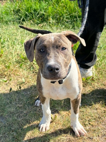 chien MARLEY (réservé)
