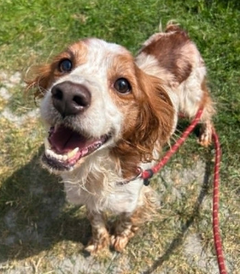 chien NISSAN (rdv pris)