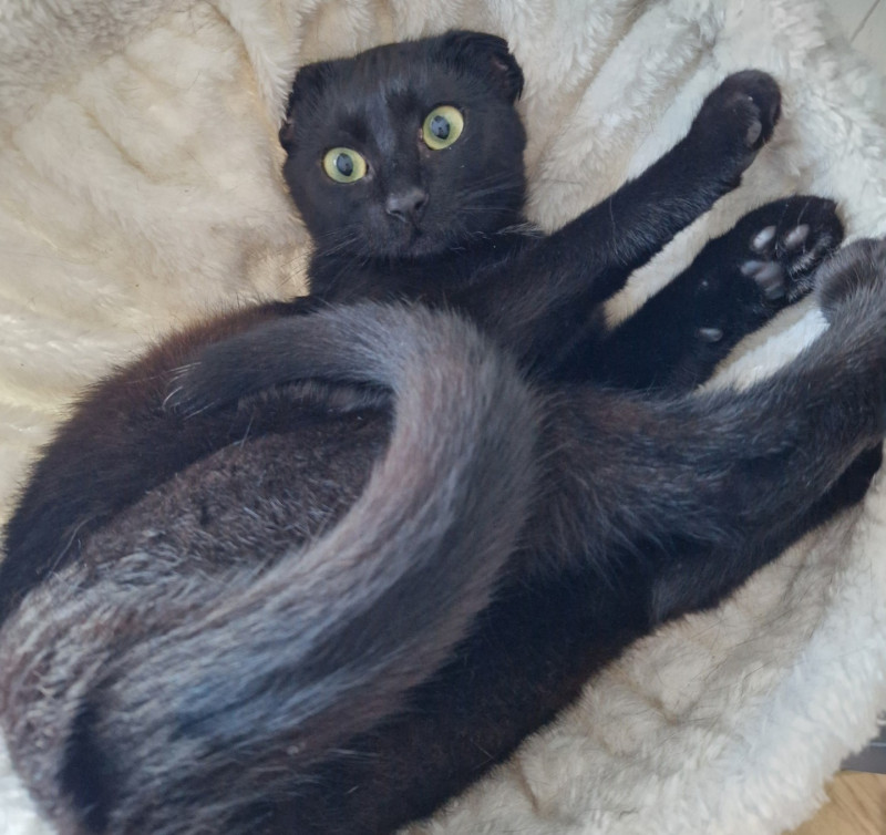 Coquine Nala