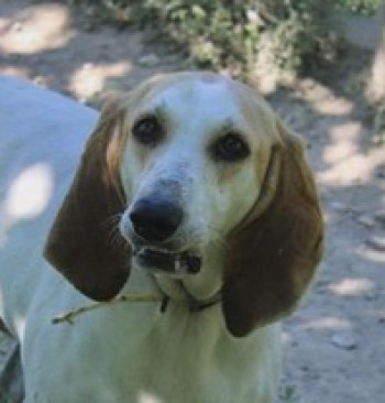 chien ROXANE