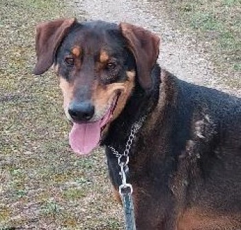 chien MODJO
