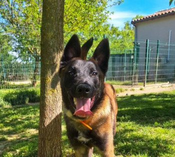 chien Sanka