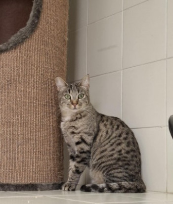 chat DEMONE