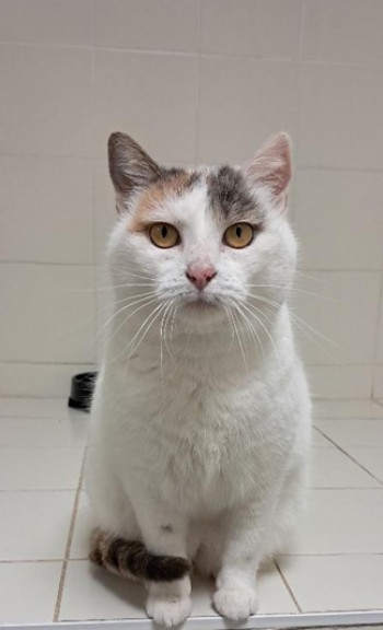 chat ANGE